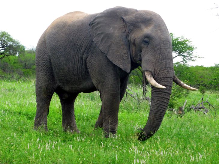 elephant_africa_animal_resized.jpg