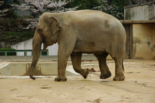 elephant_in_kobe_zoo_514337_resized.jpg